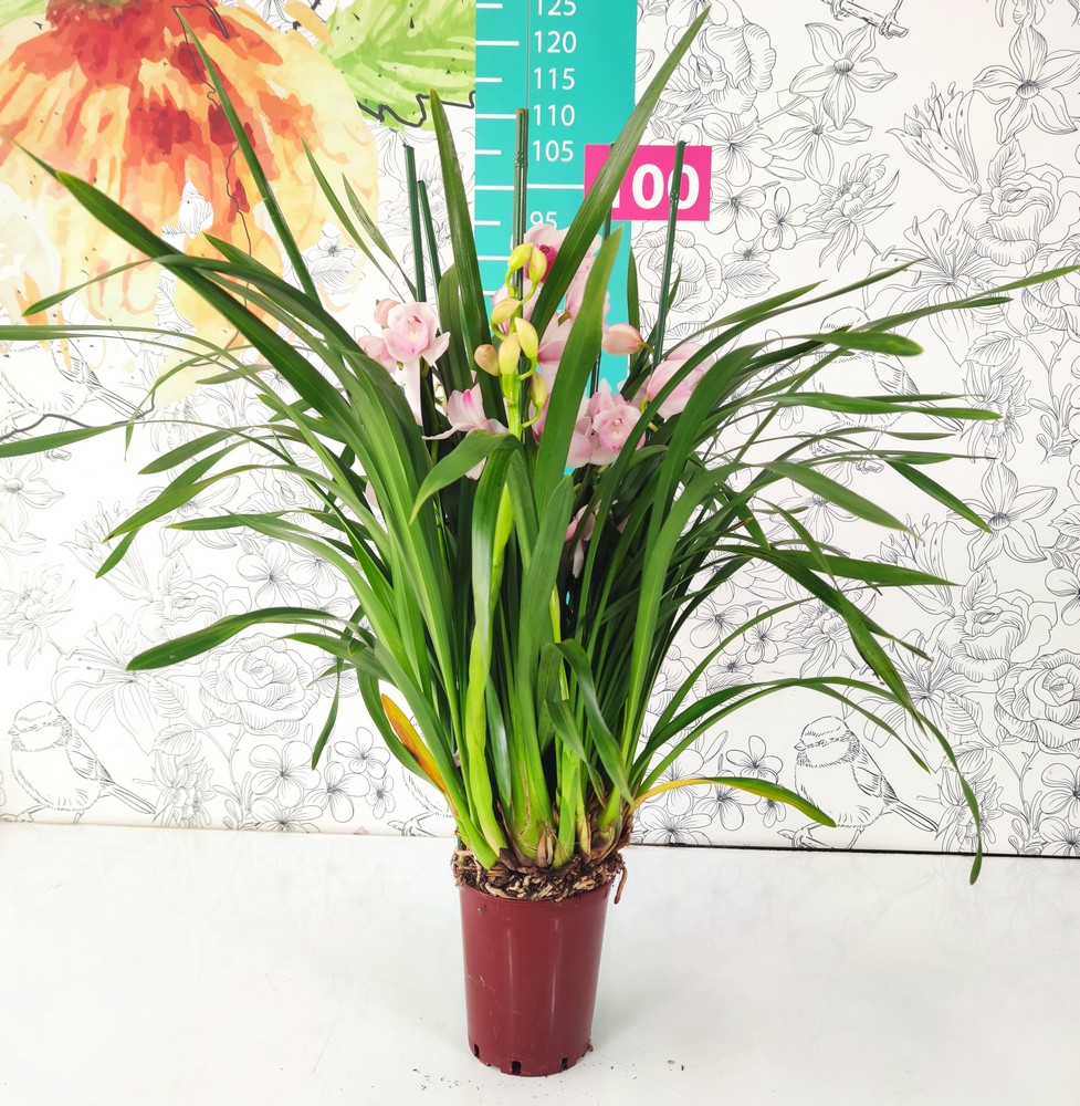 CYMBIDIUM_DIAM